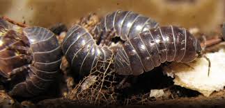 Slaters are beneficial for your garden so you don t want to get rid of them but you can easily distract them. Pest Advice For Controlling Woodlice