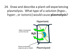 The process in which the plasmolysed cell when placed in pure water or hypotonic solution, builds up a turgor pressure (in which water enters the cell and cause the cytoplasm to build up a pressure against the wall). Osmosis Review The Cell Membrane Separates The Internal Cell Solution From The Exterior Cell Solution Solution Solution Ppt Video Online Download