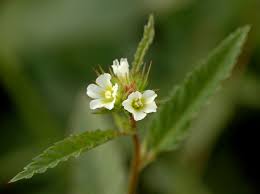 Image result for Melochia corchorifolia