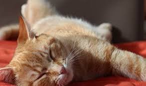 10 Trucs Pour Enlever L Odeur De Pipi De Chat Pipi De Chat Odeur De Pipi Chat Couette