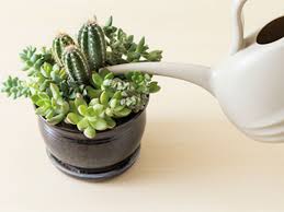 We did not find results for: How To Water Succulents World Of Succulents