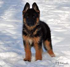 The german shepherd has a litter size of 4 to 9 puppies. 10 Week Old German Shepherd Puppy Tigre Vom Grunwald Haus Germanshepherd German Shepherd Puppies Shepherd Puppies Cute German Shepherd Puppies