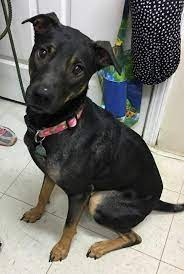Adopt Bella On Petfinder Help Homeless Pets Homeless Pets Humane Society