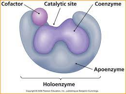 The authors note that coenzyme q10 may treat cardiac ailments in a few different ways. Coenzymes Cofactors Metabolism Assays Biovision Inc