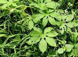 Image result for Ipomoea pes-tigridis