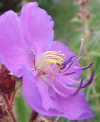 Image result for Dissotis pulchra