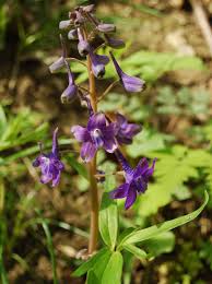 We did not find results for: Stop And See The Wild Flowers
