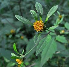 Image result for foto Dvouzubec