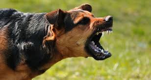 When Dogs Attack What To Do When Attacked By A Dog Cesar S Way