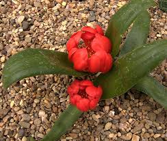 Image result for Hyacinthaceae