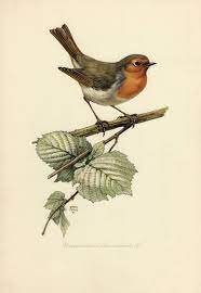 European Robin Vintage Lithograph From 1953 Vintage Bird Illustration Bird Illustration Vintage Birds