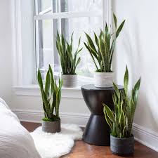 Urban Jungle Is Now At Lowes Shop Livetrends Designs To Elevate Your Home With Hardy Indoor Plants Amazing Bedroom Designs Indoor Plants Indoor Plants Bedroom