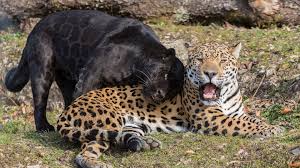 Jaguars Wild Cats Predators Black Jaguar Panther Black Jaguar Black Panther Animal Wallpaper 4k 1920x1080 Wallpaper Teahub Io Search free black jaguar wallpapers on zedge and personalize your phone to suit you. jaguars wild cats predators black