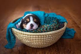 Don't let precious time pass you by without commemorating your relationship through professional pet portraits from hatton pet portrait studio! Tripdog Photography Alberta Pet Photographer