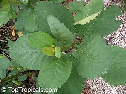 Image result for Wigandia