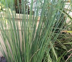 Image result for Juncus exsertus