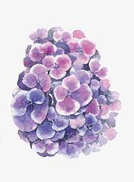 Vector Hydrangea Flower Hydrangea Flower Hydrangea Flower Png Images
