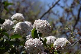 Its leaves emerge green, then they turn shades of yellow, orange, and red in fall. Fragrant Viburnum Viburnum X Carlcephalum In Tecumseh Ontario On At Maidstone Tree Farm