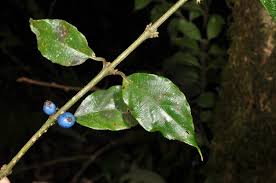 Image result for Lasianthus