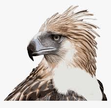 Over 723 eagles png images are found on vippng. Transparent Philippine Eagle Clipart Philippine Eagle High Resolution Hd Png Download Kindpng