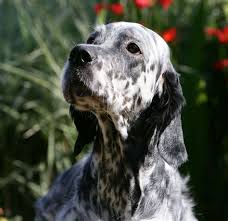 There are 192 english setter puppy for sale on etsy, and they cost us$ 18.78 on average. Llewellin Setter Pups Shefalitayal