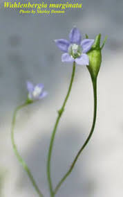 Image result for Wahlenbergia ramosissima