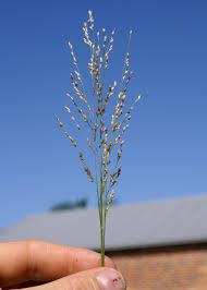 Image result for Panicum repentellum