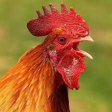 Little Red Rooster Rooster Chickens And Roosters Cute Chickens