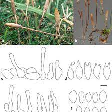 Basidiocarps And Microscopic Features Of Gastrocybe Iberica Specimen Download Scientific Diagram