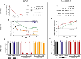 May 19, 2021 posted by samanthi. Highly Efficient Small Interfering Rna Delivery To Primary Mammalian Neurons Induces Microrna Like Effects Before Mrna Degradation Journal Of Neuroscience