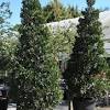 It was labeled japanese blueberry (elaeocarpus decipiens). Https Encrypted Tbn0 Gstatic Com Images Q Tbn And9gcsppxsop5vussmutzrltdloalpl9gxzsqb3ibm7usc Usqp Cau