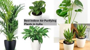 Maybe you would like to learn more about one of these? Best Indoor Plants In India For Decorations Air Purifying Plants In India Youtube