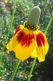 Pin By Landry Mcmeans On Kansas Gardening Plants Mexican Hat Zone 8 Gardening