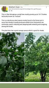 Image result for Vitex ferruginea