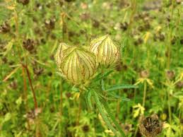 Image result for Hibiscus cannabinus