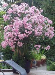 We did not find results for: Oleander Uberwintern Im Freien Garten Pflanzen Bepflanzung Garten