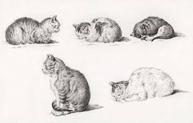 The contrast between the rendered siamese cat and the white cat formed (formed from a few light lines) draws you in to this quiet embrace. Five Studies Of Cats 1812 By Jean Bernard 1775 1883 Painting By Celestial Images