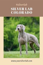 This is my last chocolate male, dad is a pure bred yellow labrador retriever, mom is a pure bred silver pointing labrador, he is the smallest of the litter… view details $800 Silver Lab Colorado Breeders Price And Money Saving Techniques In 2021 Silver Labs Silver Lab Puppies American Labrador