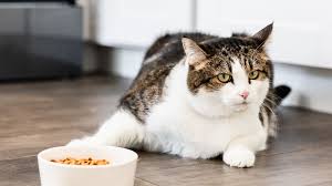 Although a refusal to eat is concerning for a number of different conditions may be responsible, including infections, kidney failure, pancreatitis, intestinal problems, and cancer. 8 Reasons Why Your Cat Is Not Eating