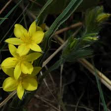 Image result for Hypoxis nyasica