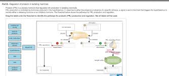 Part B Regulation Of Prolactin In Lactating Mamm Chegg Com