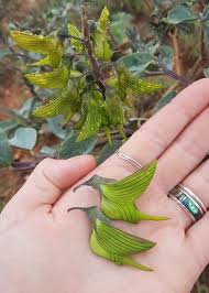 Image result for Crotalaria anthyllopsis