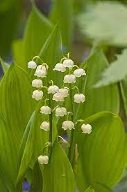Outdoormagic Lily Of The Valley My Secret Garden Lily
