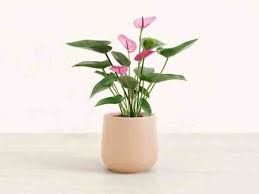 Image result for Plumbago amplexicaulis