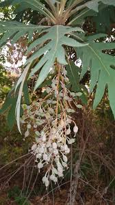 Image result for Bocconia arborea