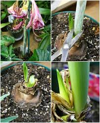 Amaryllis Pflege Nach Blute Blatter Abschneiden Garden Flowers Pflanzen Amaryllis Zimmerpflanzen