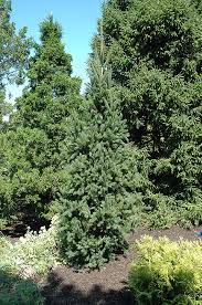 It doesn't have to take a complete overhaul to spruce your lawn up. Columnar Norway Spruce Picea Abies Cupressina In Vancouver Victoria Burnaby Penticton Coquitlam British Columbia Bc At Gardenworks