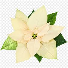 Flowers Clipart Background Png Download 10001000 Free