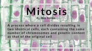 She examined 200 cells and counted the number of cells in interphase and in each stage of mitosis. Mitosis Definition And Examples Biology Online Dictionary