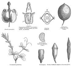 Image result for Fumariaceae